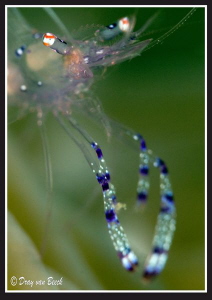 Shrimp  Nikon 60mm   +2xconverter +10 diopter  I know the... by Dray Van Beeck 